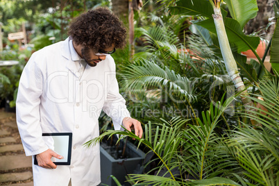 Male scientist examining plants at greenhouse