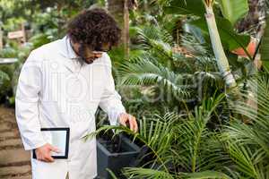 Male scientist examining plants at greenhouse