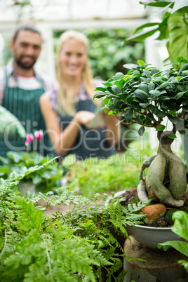 Close-up of potted plants against gardeners at greenhouse