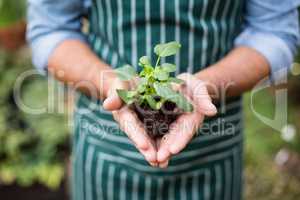 Midsection of man holding sapling