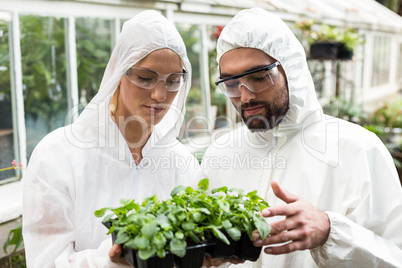 Coworkers in clean suit examining potted plants