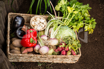 High angle view of vegetables in wicker crate at garden