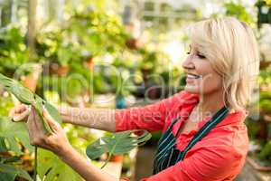 Female gardener inspecting leaves at greenhouse