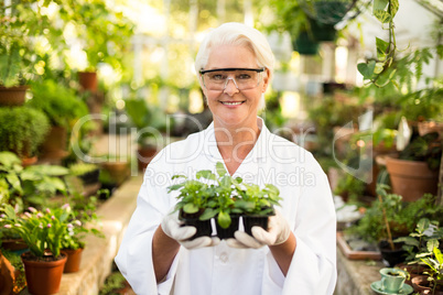 Female scientist holding plants at greenhouse