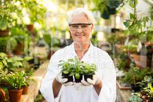 Female scientist holding plants at greenhouse