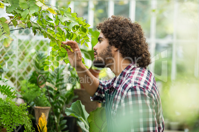 Male gardener inspecting plants at greenhouse