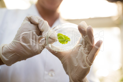 Midsection of scientist holding leaf with tweezers