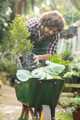 Male gardener keeping potted plants on wheelbarrow