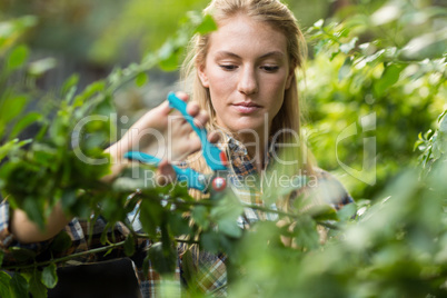 Female gardener pruning plants at greenhouse