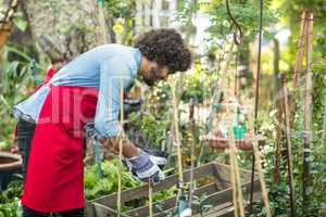Male gardener planting outside greenhouse