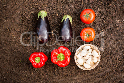 Overhead view of vegetables on dirt at garden