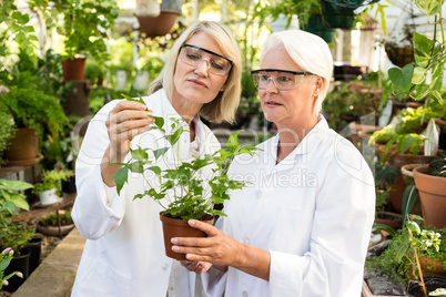 Colleagues examining potted plant at greenhouse