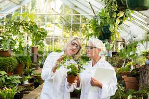 Scientists examining potted plant at greenhouse