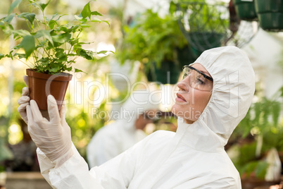Scientist examining potted plants at greenhouse