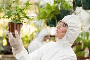 Scientist examining potted plants at greenhouse