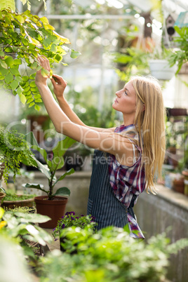 Young female gardener working at greenhouse