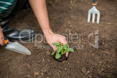 Gardener planting at greenhouse