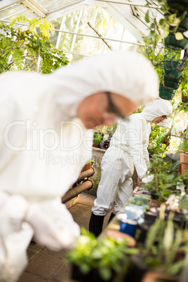 Scientists examining plants at greenhouse