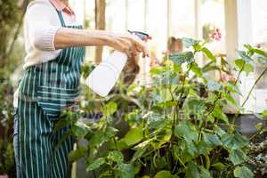 Female gardener spraying water on plants