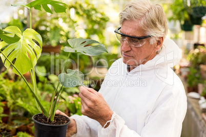 Male scientist in clean suit examining plant leaves