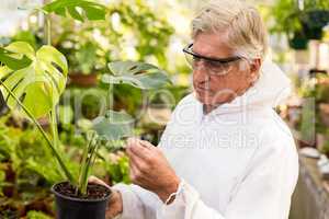 Male scientist in clean suit examining plant leaves