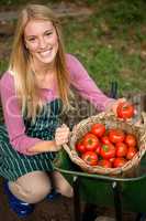 Portrait of happy gardener looking at fresh tomatoes in basket a