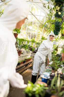 Female coworkers working at greenhouse