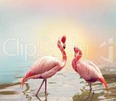 Two Flamingos near water