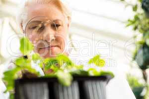 Low angle view of female scientist examining plants