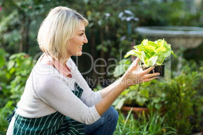 Female gardener holding potted plant while working