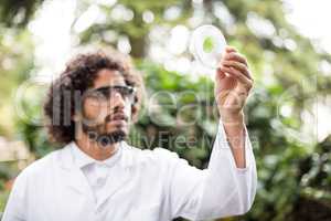Male scientist examining leaf on petri dish