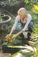 Female gardener arranging plants in crate