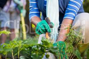 Midsection of gardener planting potted plants at garden