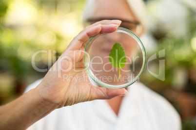 Female scientist examining leaf