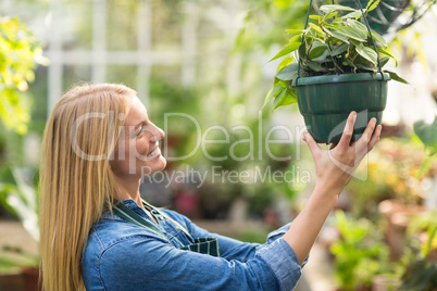 Woman hanging potted plant at greenhouse