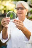 Female scientist holding leaf on petri dish