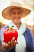 Close-up of gardener holding red bell pepper at garden