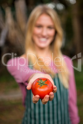 Close-up of garderner offering tomato at garden