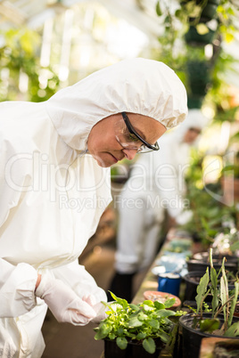 Side view of female scientist examining potted plant