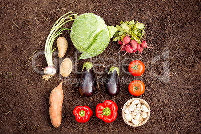 Overhead view of fresh vegetables at garden