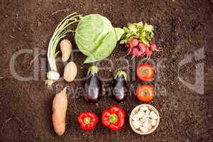 Overhead view of fresh vegetables at garden