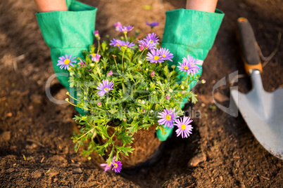 Cropped image of gardener planting potted plant in dirt at garde