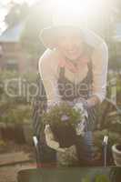 Female gardener holding potted plants over wheelbarrow