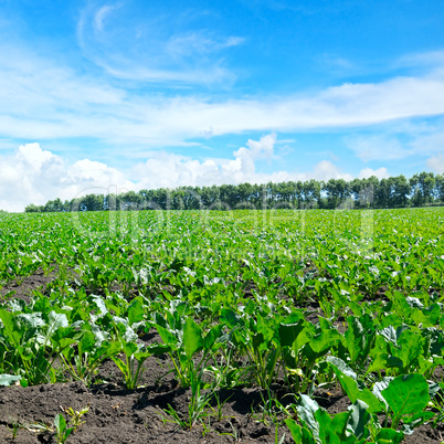 green beet field and blue sky