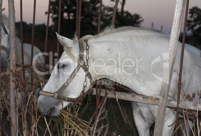 White horse's animal photo  profile portrait.