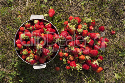 fresh strawberry photo