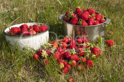 fresh strawberry photo