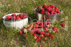 fresh strawberry photo