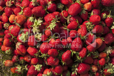 fresh strawberry photo