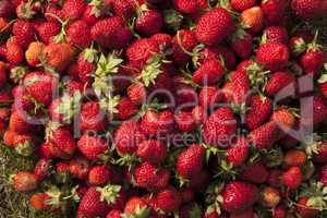 fresh strawberry photo